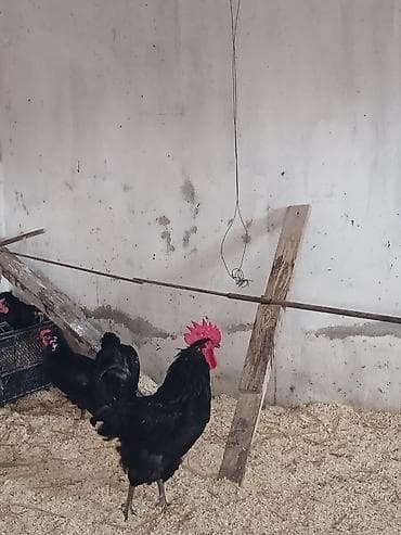 toyuq sumatra: Toyuq, Australorp, Damazlıq — 2