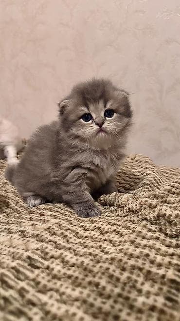 pers pisiyi satilir: Şotland uzun tüklü — 1