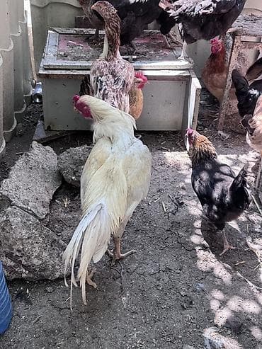 eşey satışı: Salam Cavan Ağ heyratı satılır hündür xoruzdu Çırmaya oynayır — 4