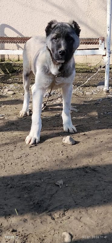 Аквариумы: Алабай, 3 месяца, Самец, С прививками, Доставка в районы — 4