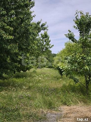 102 sot, Kənd təsərrüfatı, Mülkiyyətçi, Kupça (Çıxarış)