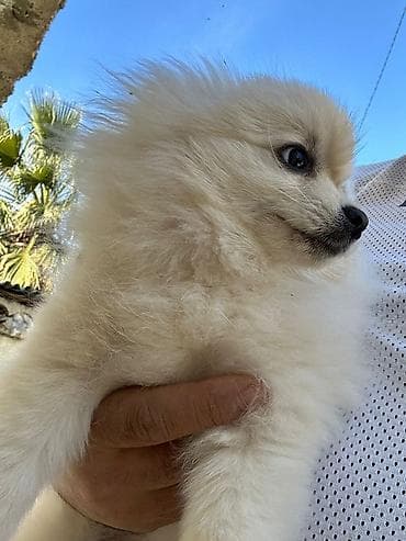 Balıqlar: Şpitz, 4 ay, Dişi, Peyvəndli — 2