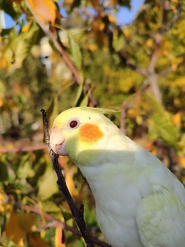 hesterxan qusu: Erkək Karella satılır adı Ori di 7 aylıq quşdu ələ çiyinə başa rahat — 5