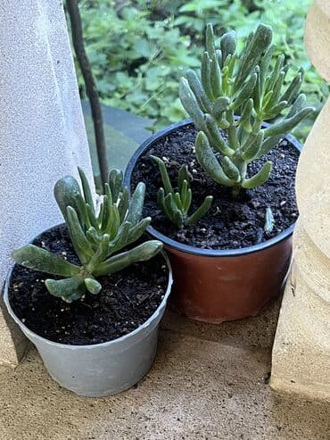 продажа комнатных растений: Her nov guler var endirimnen verecem Gencedi istiyen yazsin satiş — 30