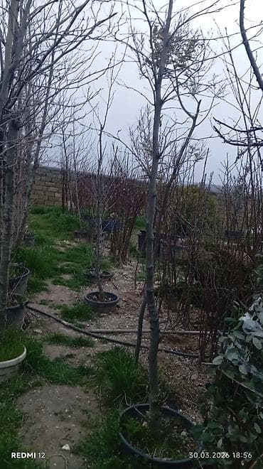 bəzək bitkilərinin adları: Satılır: Qutuda dekorativ və meyvə-ağacı tingləri, həmçinin bəzək — 3