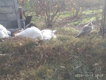 cins ineklerin qiymeti: Salam aleykum. Satışda bir cüt ağ, bir dənə qaraqanad dərəsi var — 7