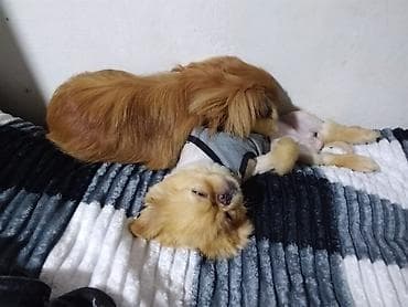 pudel mini: Pekines — 4