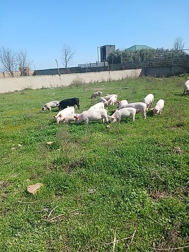 qurban qoyun sekilleri: Otlaqda gəzən çəhrayı və qara rəngli donuzlar. Müxtəlif ölçülərdə olan — 7