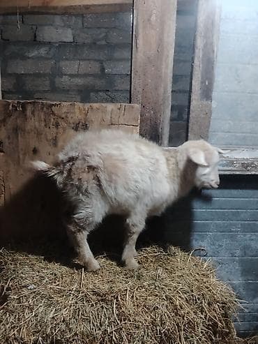 cin bildircin: Salam cuzi endirim olar hovsan qesebesi dedi 6 aylik dir sudlu ananın — 2