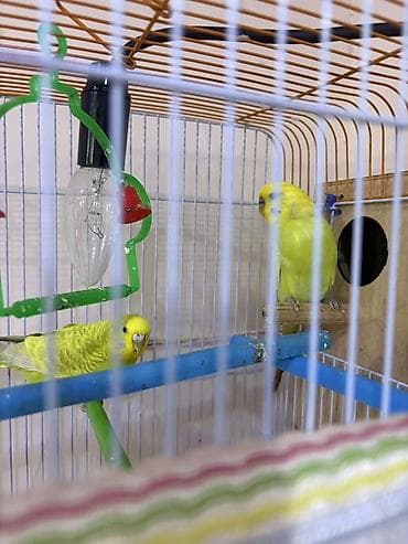 Məhsul: Dalmatin sarı rəngli cüt dalğalı tutuquşu (badiqar) və qəfəs — 3