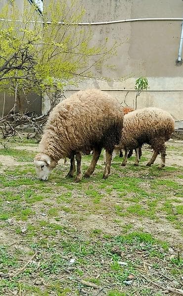 boz kurt sekilleri: Erkek toğlu tam sağlamdi — 1