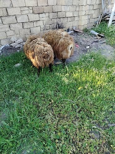 Qoyun – yerli cins, tünd-qəhvəyi yunlu Məhsulun təsviri: - — 4