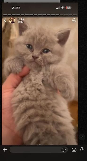 it qiz sekilleri: Britan — 7