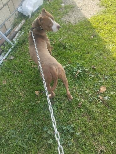 пекинес цена в баку: Питбуль — 1