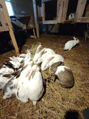 K/t heyvanları və malları: Ev şəraitində bəslənən ev dovşanları – müxtəlif rəng və naxışlarda — 1