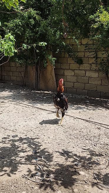 hinduşka balası satışı: Salam.6 yawinda 800 manata damazliq alinan Özbəkistan dan gelme — 6