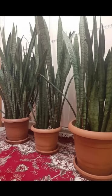 gül qiymətləri: Peygəmbərin qılıncı (sansveriya) dekorativ gülü. Hündürlüyü 110 - 120 — 1