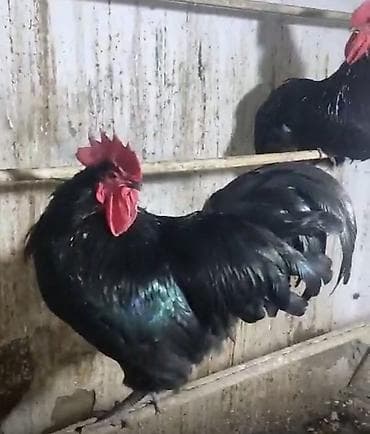 keçi satılır: Alman Avstralop uzunquyruq yumurta ve cüce satışı Temiz qandı yumurta — 1