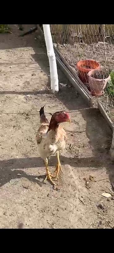 heyrati: Heyrati 1xoruz 2fere goz qabaqinda uzunboy, güclü ayaqlı, iri — 2