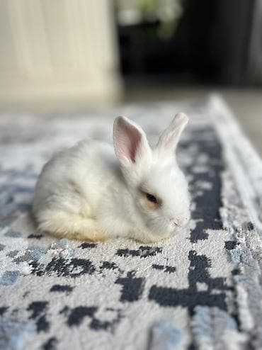 С/х животные и товары: 🐰 Safqan Holland balalar satılır! Valideynləri tam Holland — 2
