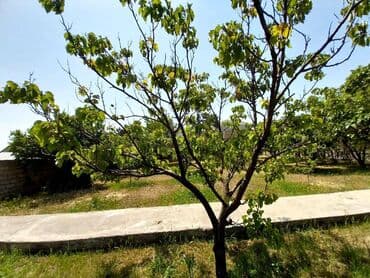 ramanada evler: Bakı, Novxanı, 230 kv. m, 6 otaqlı, Hovuzlu, Kanalizasiya, Qaz, Su — 12