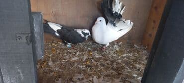 haski satilir: Satılır: Fantail tipli dekorativ göyərçin Xüsusiyyətlər: - Rəng — 20