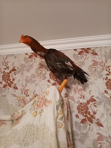 toyuq cuceler: Toyuq, Damazlıq — 1