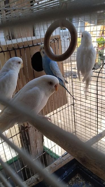sarı quş: Tutuqusu 15 korella 50-55Nymphalı və dalmatin rənglərdə cockatiel — 6