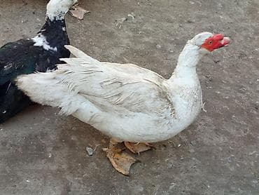 Mal-qara: Tecılı satlir xayiş edirəm boş boş yazmayın ciddi olan buyursun — 9