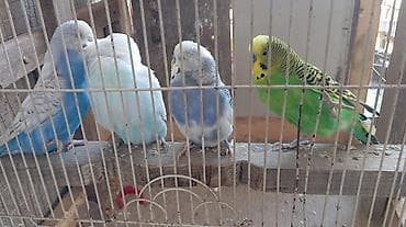 qus xana: Papuqaylari satilir biri 20 azn 3 erkek 1 disidi qefes verilmir — 3