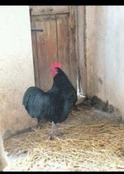 cuce sekli: 🐣 Lohman Brown Cücələri 10 ədəd 1 aylıq cücələrdi Tam sağlam və çox — 7