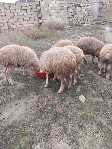 Quşlar: Hamisi birliyde satilir 6 dene erkey quzudu qiyet 1600 unvan Baki 099 — 2