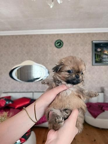 ucuz ev itləri: Pekines, 2 ay — 2