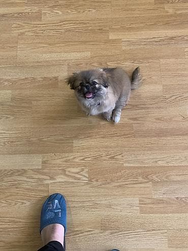 kiçik heyvanlar: Pekines — 3