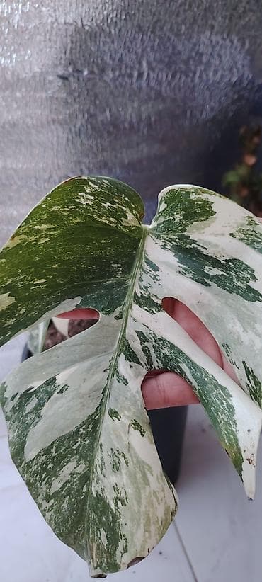 kol bitkiləri: Monstera albo variegata – nadir, ağ-yaşıl alacalı yarpaqlı dekorativ — 3