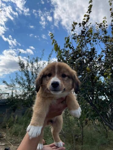 сколько стоит щенок акита ину: Звонок, 2 месяца, Самовывоз — 4