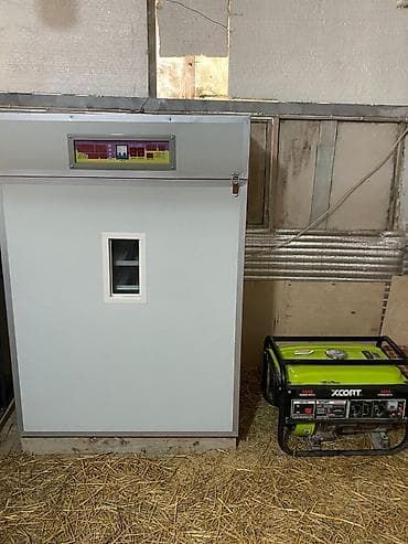 Salam Cemi 1 defe İsfade Olunub 1056 yumurta Tutur Ondan 900 cuce Elde — 1