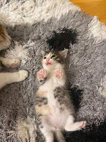 sinsila pisik: Pulsuz çatdırılma — 3