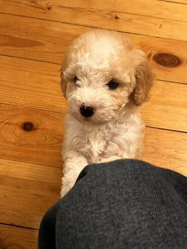 xaski erkek: Pudel, 2 ay, Erkek, Peyvəndli, Ödənişli çatdırılma — 2