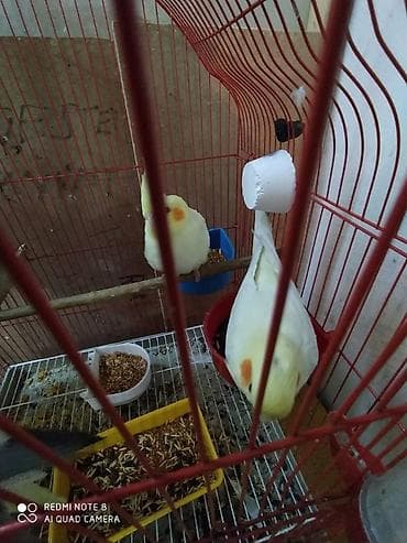 inek satilir: Diqqet quslarin altinin ve yerinin temizliyine fikir verin — 6