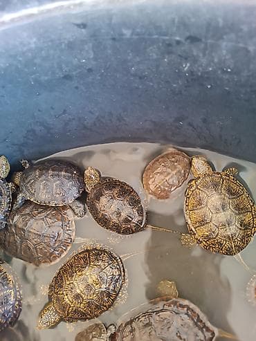 Su tısbağaları – dekorativ naxışlı kiçik növlər - Xüsusiyyətlər