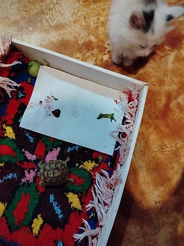 lalafo heyvanlar: Kiçik ölçülü quru tısbağa - Növ: Quru tısbağa (evdə saxlanıla bilən — 7