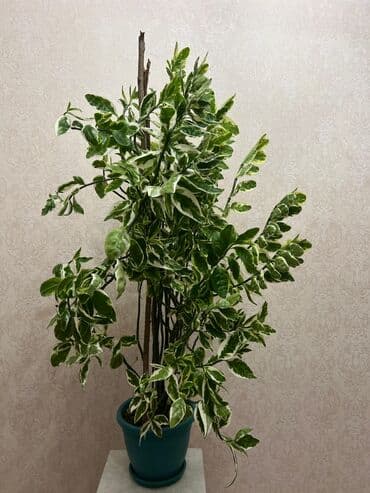 difenbahya bitkisi haqqında: Pedilantus Şəkildəkindən daha böyükdür, şəkildə balaca görünür — 2