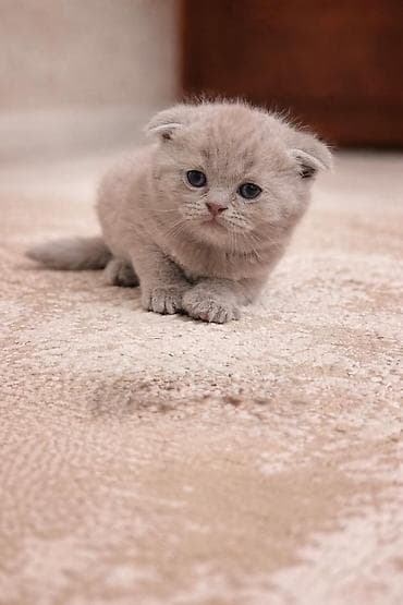 cau cau iti: Şinşilla, Dişi — 6