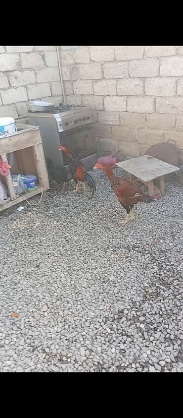 toyuq cuce: Heyratı xoruz və toyuq xoruz 45 manat toyuq 25 manat barter mümkündür — 2