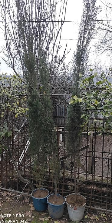Hündür dekorativ ardıc/kiparis fidanları - Növ: iynəyarpaqlı