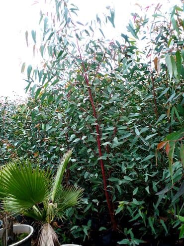 Все для дома и сада: Salam . Türk evkalipt ağacılari satişda var say çoxdur . topdan — 7