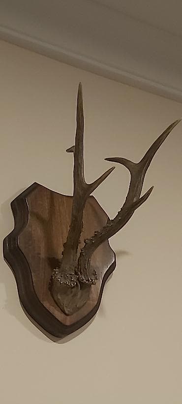 Ev üçün dekor: Divar üçün tebii, dekorativ Cūyūr buynuzu kompozisiyası - Təbii — 2