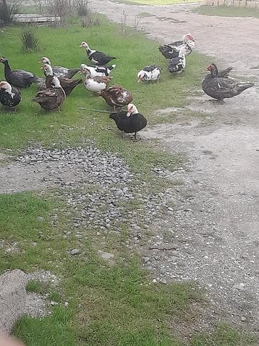 diri baliq satisi: Salam gördüyünüz ördəklərin ucuz qiymətə yumurtaları satılır səsli — 2