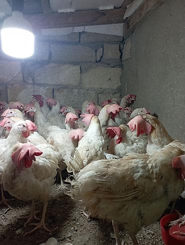 it davasi 2019: Toyuq, Yumurtalıq — 2